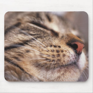 Close-up of cat whiskers and muzzle mouse pad