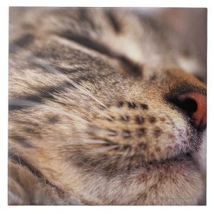 Close-up of cat whiskers and muzzle tile