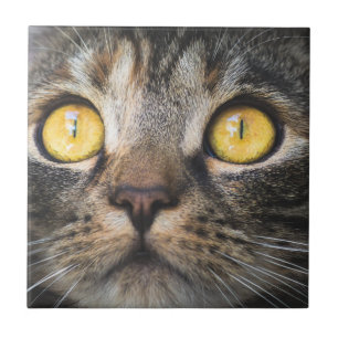 Close-up of Cat with Yellow Eyes Ceramic Tile