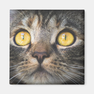 Close-up of Cat with Yellow Eyes Magnet