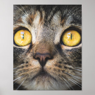 Close-up of Cat with Yellow Eyes Poster