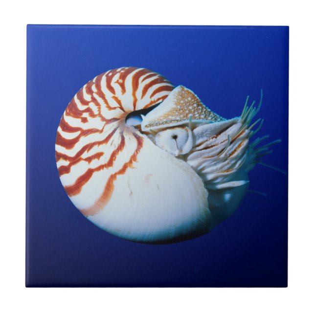 Close-Up Of Chambered Nautilus Ceramic Tile (Front)