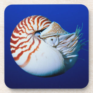 Close-Up Of Chambered Nautilus Coaster