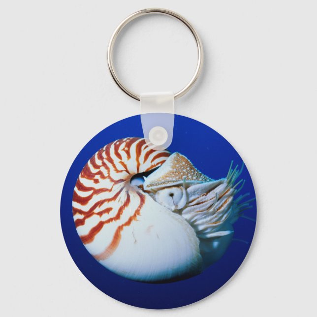 Close-Up Of Chambered Nautilus Key Ring (Front)