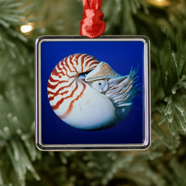 Close-Up Of Chambered Nautilus Metal Ornament (Tree)