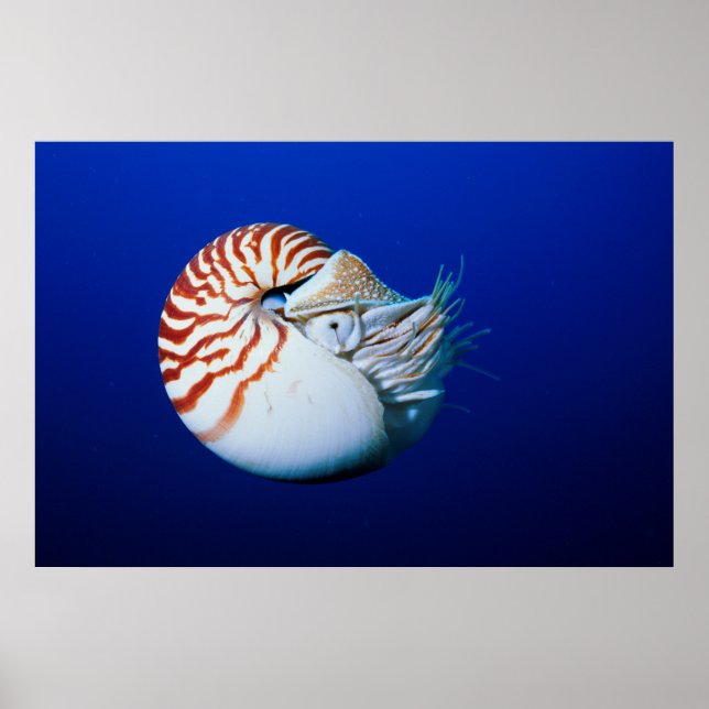 Close-Up Of Chambered Nautilus Poster (Front)