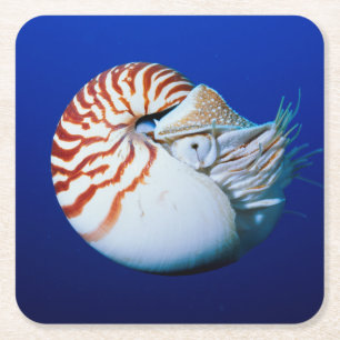 Close-Up Of Chambered Nautilus Square Paper Coaster
