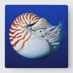 Close-Up Of Chambered Nautilus Square Wall Clock