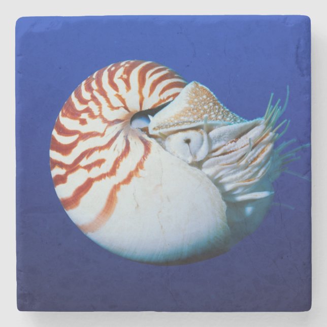 Close-Up Of Chambered Nautilus Stone Coaster (Front)
