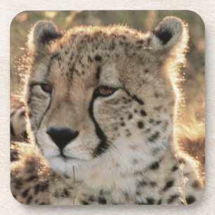 Close-up of Cheetahs Coaster