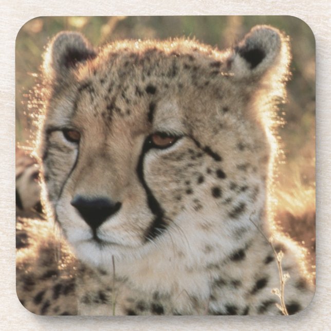 Close-up of Cheetahs Coaster (Front)