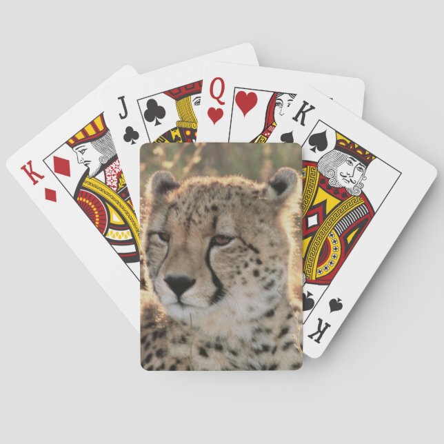 Close-up of Cheetahs Playing Cards (Back)