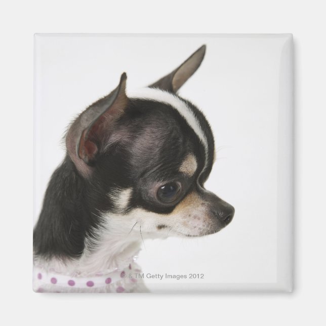 Close-up of Chihuahua, side view Magnet (Front)