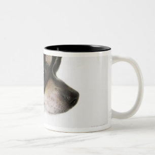 Close-up of Chihuahua, side view Two-Tone Coffee Mug