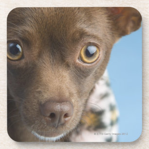 Close-up of chihuahua with furry collar coaster