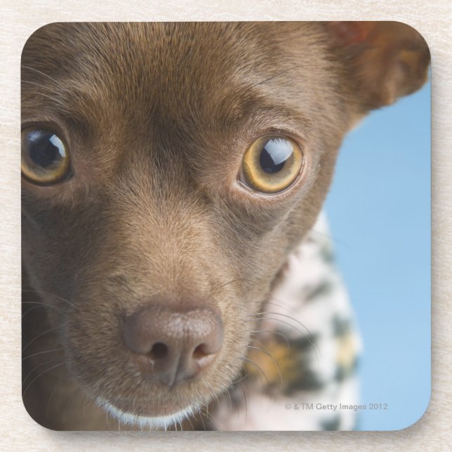 Close-up of chihuahua with furry collar coaster (Front)