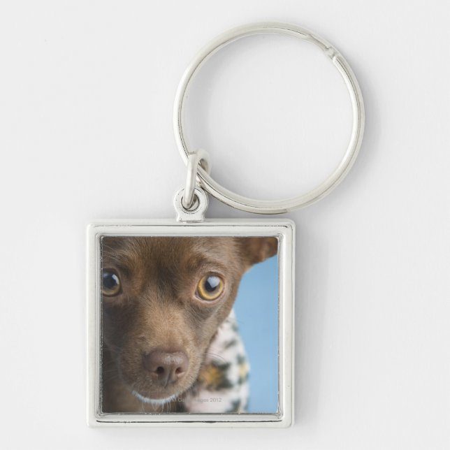 Close-up of chihuahua with furry collar key ring (Front)