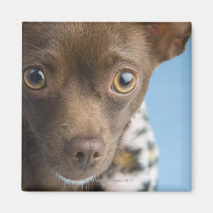 Close-up of chihuahua with furry collar magnet