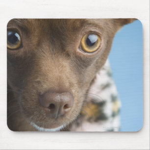 Close-up of chihuahua with furry collar mouse pad