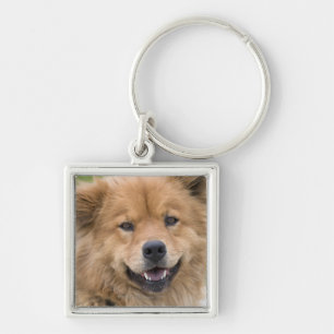 Close up of chow mix dog outdoors. key ring