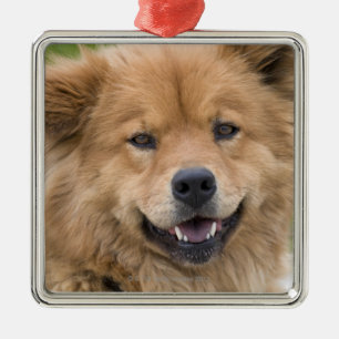 Close up of chow mix dog outdoors. metal ornament