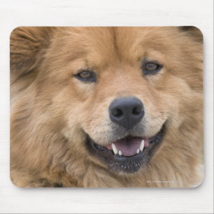 Close up of chow mix dog outdoors. mouse pad