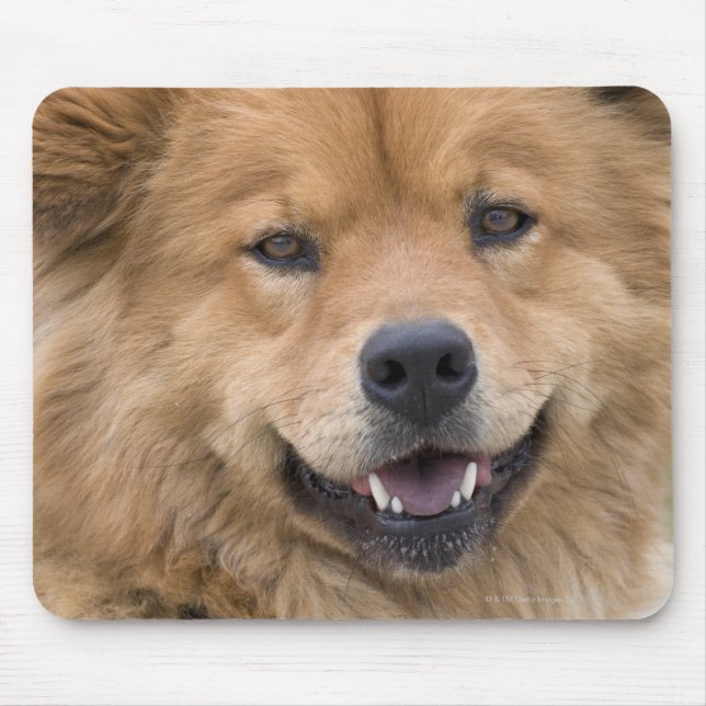 Close up of chow mix dog outdoors. mouse pad (Front)