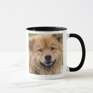Close up of chow mix dog outdoors. mug