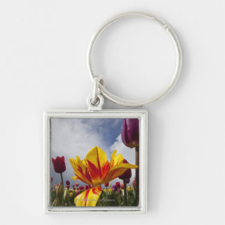 Close Up of Colourful Blooming Tulips In Oregon Key Ring