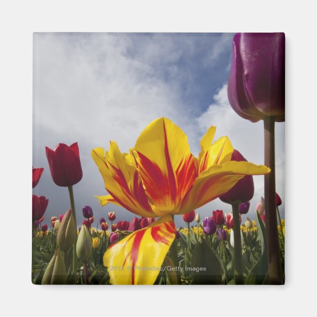 Close Up of Colourful Blooming Tulips In Oregon Magnet (Front)