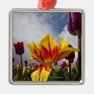 Close Up of Colourful Blooming Tulips In Oregon Metal Ornament