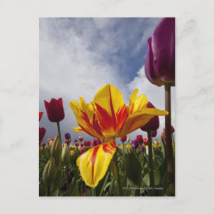 Close Up of Colourful Blooming Tulips In Oregon Postcard