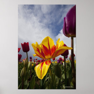 Close Up of Colourful Blooming Tulips In Oregon Poster