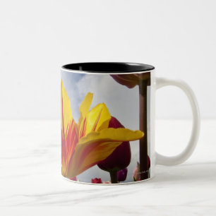 Close Up of Colourful Blooming Tulips In Oregon Two-Tone Coffee Mug