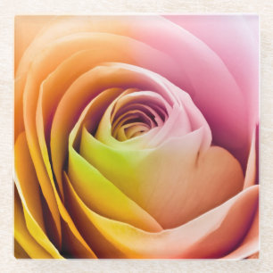 Close up of Colourful Rose Petals Glass Coaster
