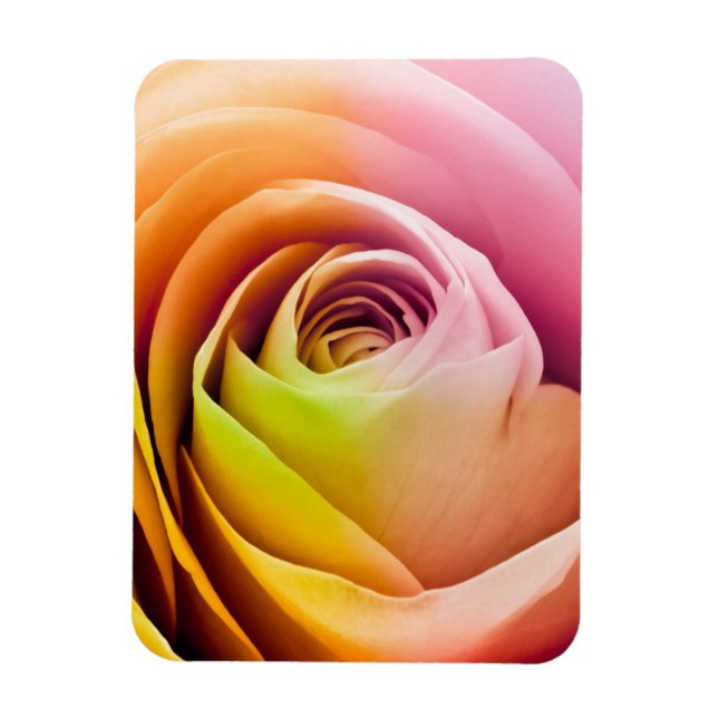 Close up of Colourful Rose Petals Magnet (Vertical)