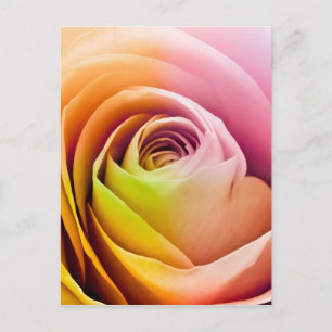 Close up of Colourful Rose Petals Postcard