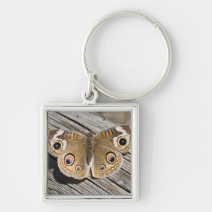 Close up of common buckeye butterfly (Junonia Key Ring