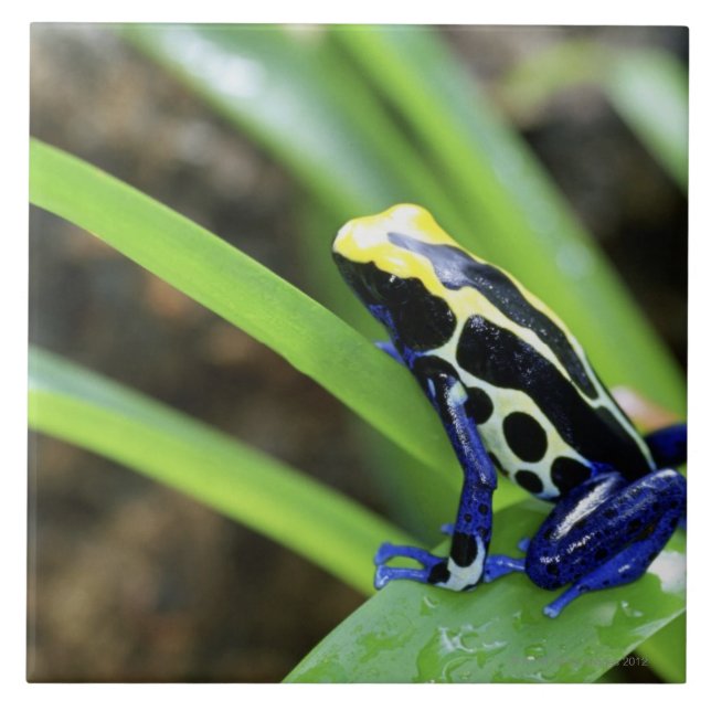 Close-up of Costa Rican Cobalt Dyeing Dart Frog Ceramic Tile (Front)