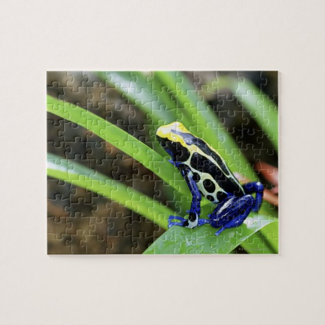 Close-up of Costa Rican Cobalt Dyeing Dart Frog Jigsaw Puzzle (Horizontal)