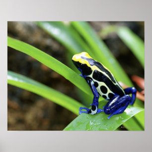 Close-up of Costa Rican Cobalt Dyeing Dart Frog Poster