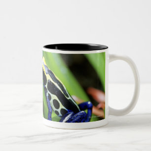 Close-up of Costa Rican Cobalt Dyeing Dart Frog Two-Tone Coffee Mug