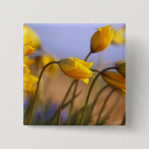 Close-up of daffodils 15 cm square badge