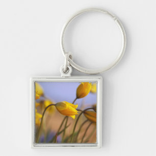 Close-up of daffodils key ring
