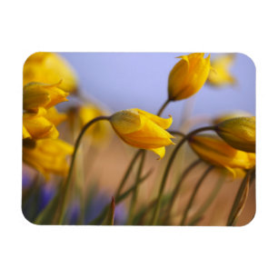 Close-up of daffodils magnet