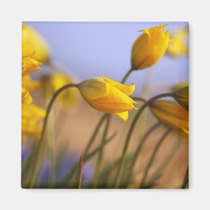 Close-up of daffodils magnet
