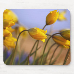 Close-up of daffodils mouse pad