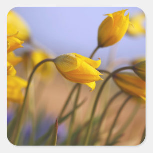 Close-up of daffodils square sticker