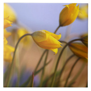 Close-up of daffodils tile