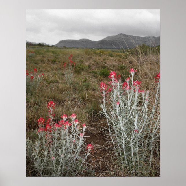 Close-up of Desert Plants, Del Rio, Texas, USA Poster (Front)